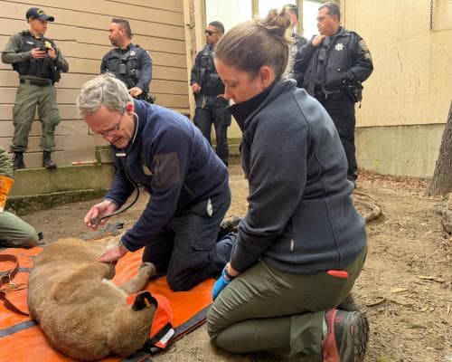 Cougar Caught on Live TV in San Francisco, Coyote Walks By