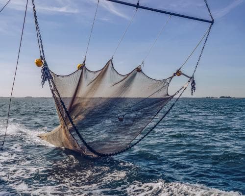 Heat‑Warmed Oceans and Overfishing Must Be Tackled Together