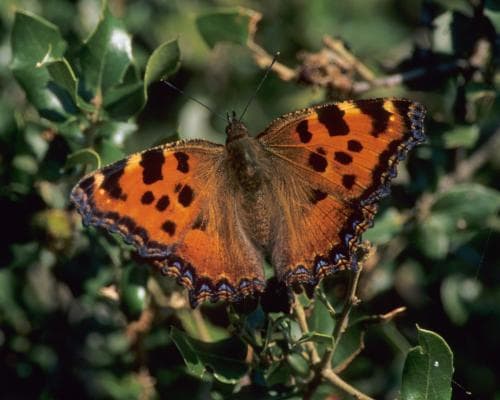 Large Tortoiseshell Butterfly Returns to the UK