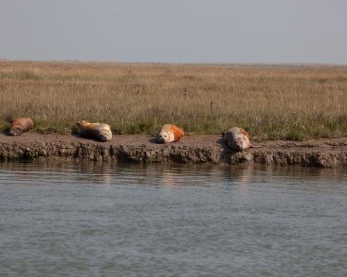 Act Now to Save Britain’s Natural Habitats