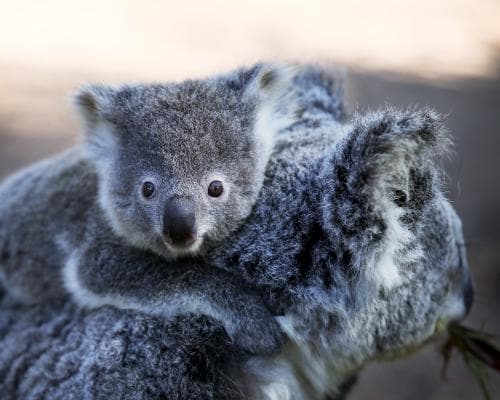 NSW Koala Survey Finds 274,000 Animals, but Numbers May Not Mean Population Growth