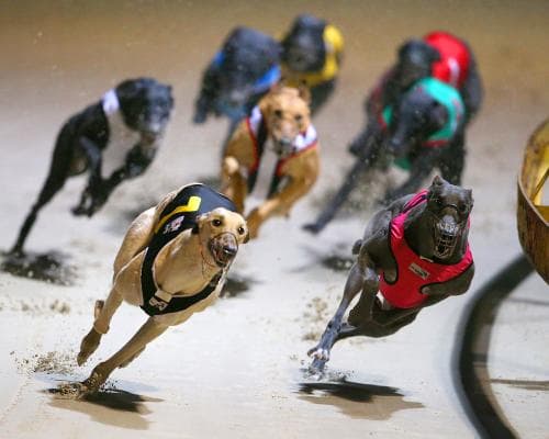 NSW keeps sending retired greyhounds abroad, even after safety warnings