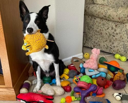 Some Dogs Can Learn New Words Just by Listening