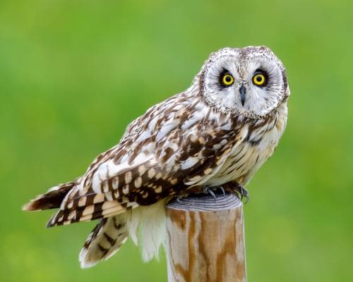 Rare Winter Owl Sighting in Somerset