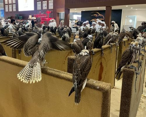 British Falcons Are Being Smuggled to the Middle East for a Luxury Trade