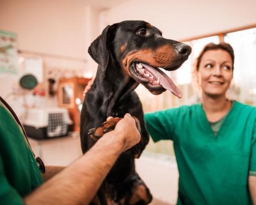 UK Pet Insurance Premiums Drop Even as Vet Bills Rise