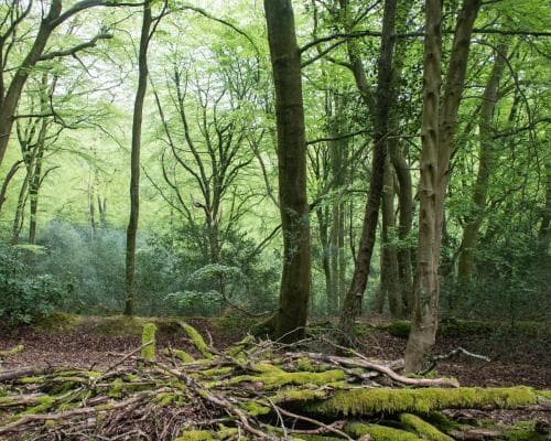 Paul Evans: A Healing Post‑Pastoral Shaman