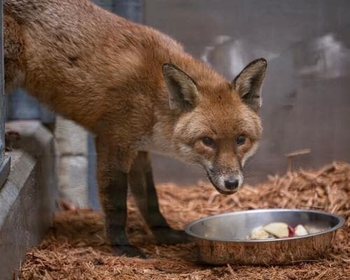 Fox Sneaks onto Ship, Arrives at Bronx Zoo After 3,400‑mile Trip