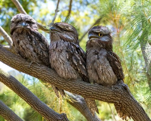 Tawny Frogmouths: Melbourne’s Night‑Hunting Birds