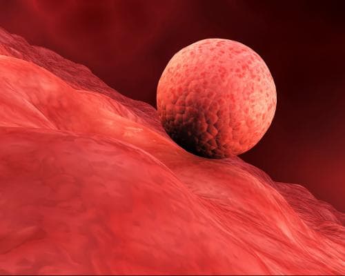 Scientists Make Lab Womb Lining to Study Early Pregnancy