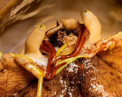 Bodega Bay Lab Revives Endangered White Abalone