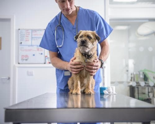 UK plans new rules to cut vet costs for pet owners