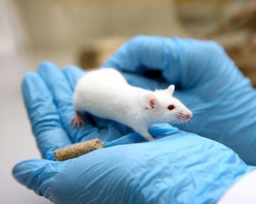 Animal Testing Still Needed for Medical Research