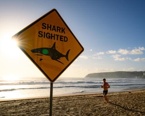 Four Shark Attacks in Two Days Shake Sydney Beaches