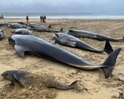 Whales Stranded in Scotland Because They Stuck Together