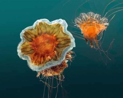 Red Jellyfish Swarm Hits Melbourne Beaches