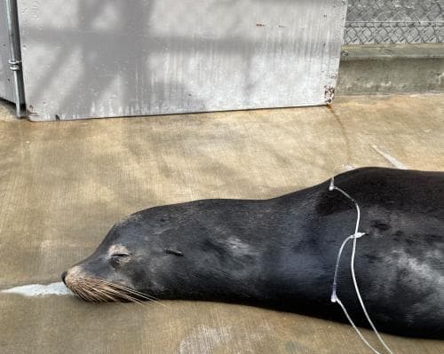 Sea Lion in Los Angeles Recovers After Two Bullets Hit His Head