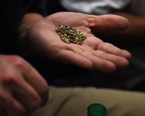 US Seed Ban Could Push Cannabis Genetics Underground, Growers Warn