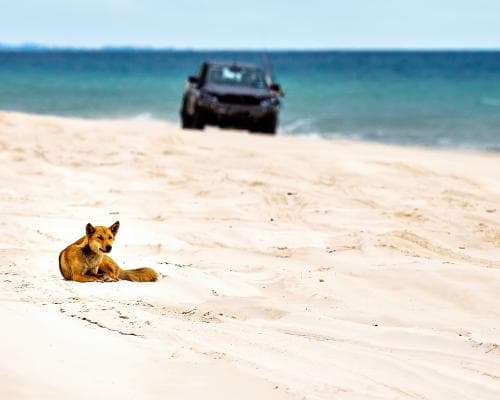 Canadian Backpacker Killed by Dingoes on Queensland Island