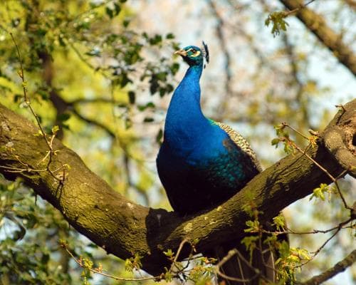 London’s Hidden Wildlife: From Scorpions to Peacocks