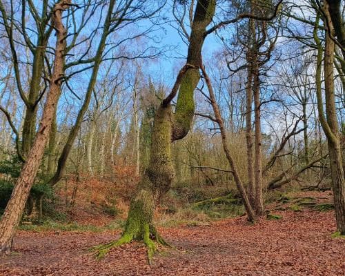Exploring a Quarry That Holds 240‑Million‑Year‑Old Dinosaur Footprints