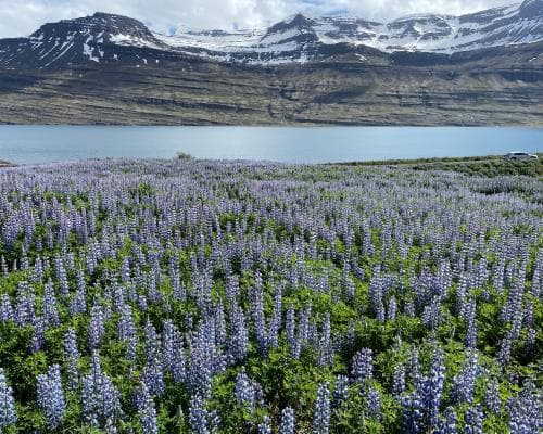 Iceland’s purple lupins: Instagram‑hot beauty that’s hurting nature