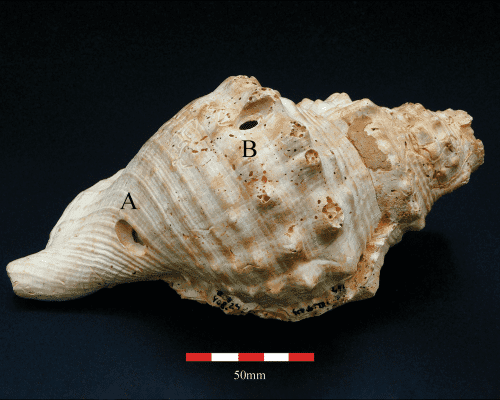Old Shell Trumpets in Spain May Be Among the Earliest Musical Instruments