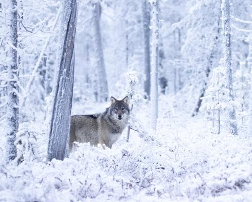 Finnish herders unsure if Russian wolves caused record reindeer deaths