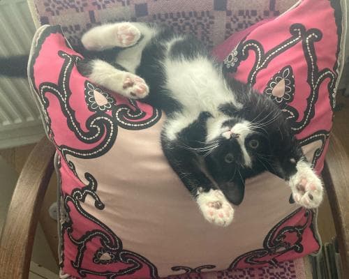 Tell Us About Your Most Memorable Pet