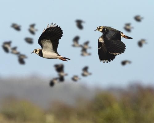 Lapwings Return: A Childhood Bird Reappears