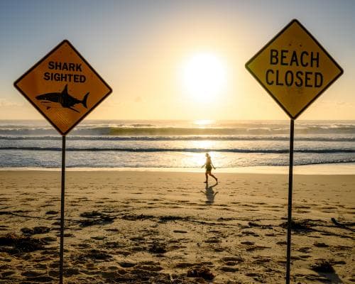 Is Sydney’s old sewer system linked to recent shark attacks?