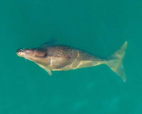 Thailand’s dugongs are vanishing from the Andaman coast